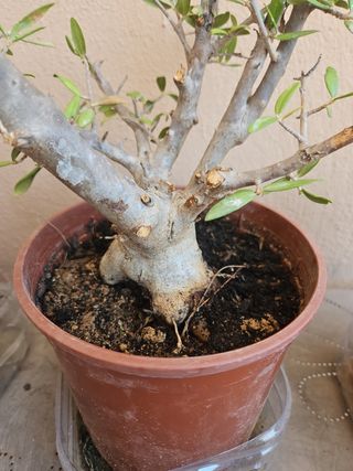 Pre bonsai acebuche olivo