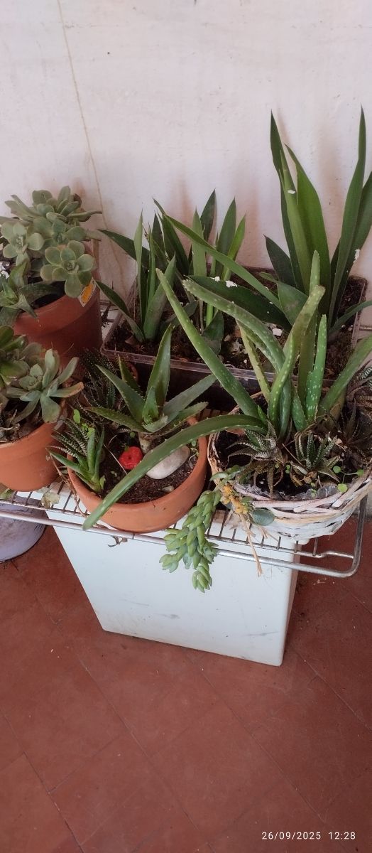 Plantas y Suculentas Varias - 3€ y 5€