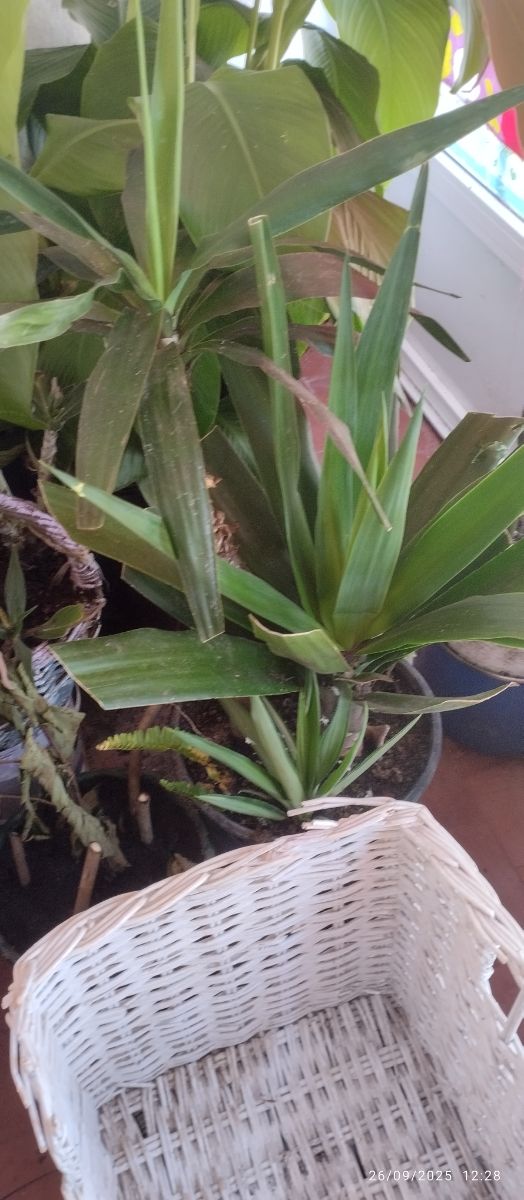 Plantas y Suculentas Varias - 3€ y 5€