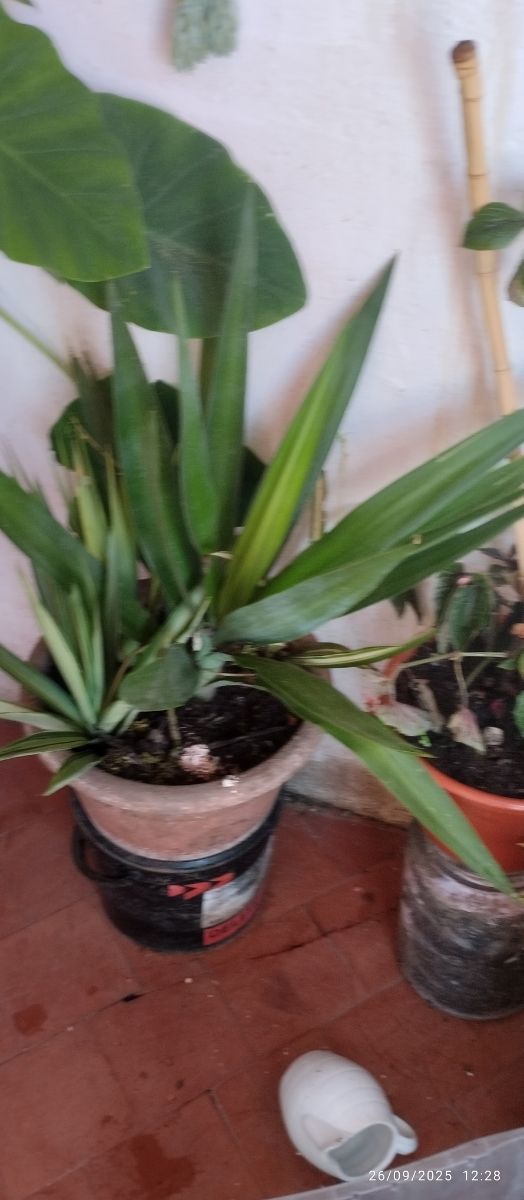 Plantas y Suculentas Varias - 3€ y 5€