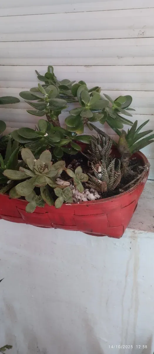 Plantas y Suculentas Varias - 3€ y 5€