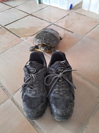 Zapatillas Buffalo Negras