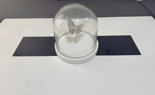 Cúpula cristal mariposa Zara Home