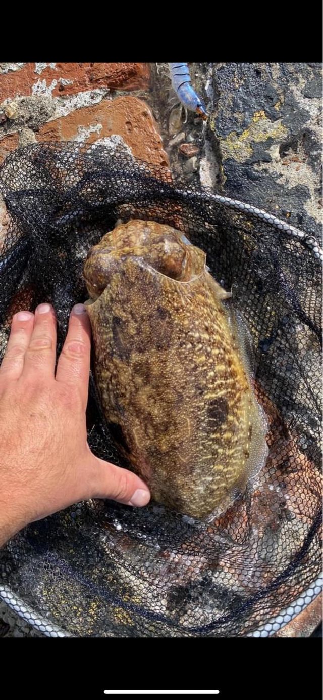 lote de 10 pajaritas, egi, jibioneras con estuche