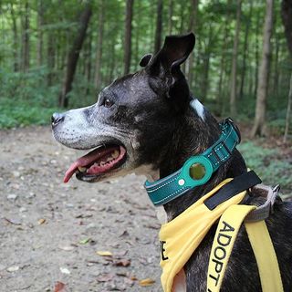 Coleira para cão verde com porta-localizador
