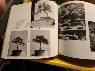 4 libri di Bonsai in Inglese