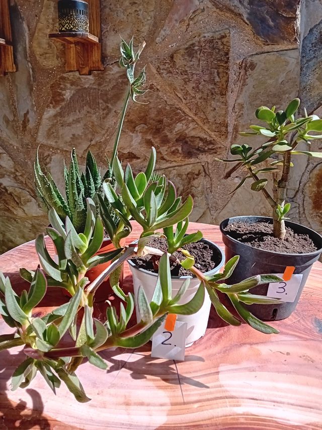 Cactus y Suculentas Variados