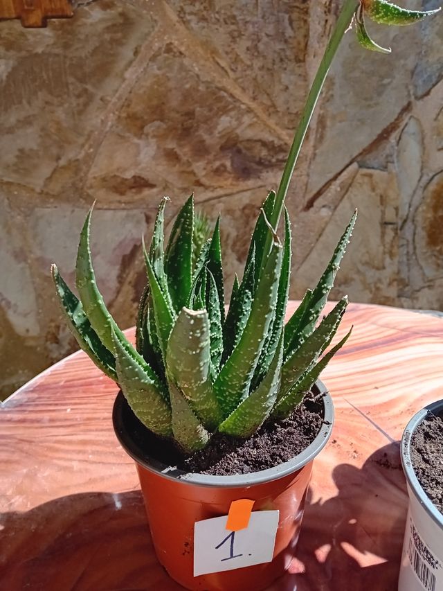 Cactus y Suculentas Variados