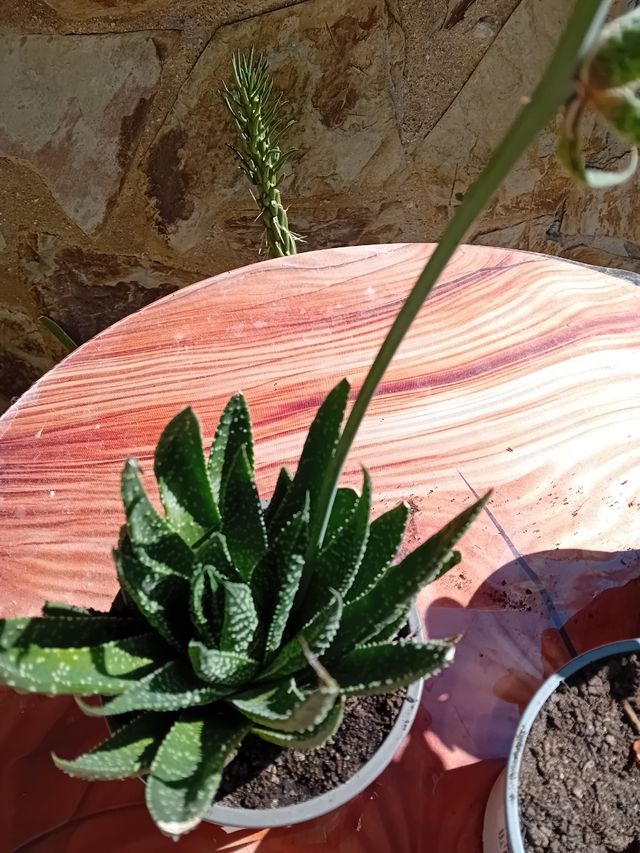 Cactus y Suculentas Variados