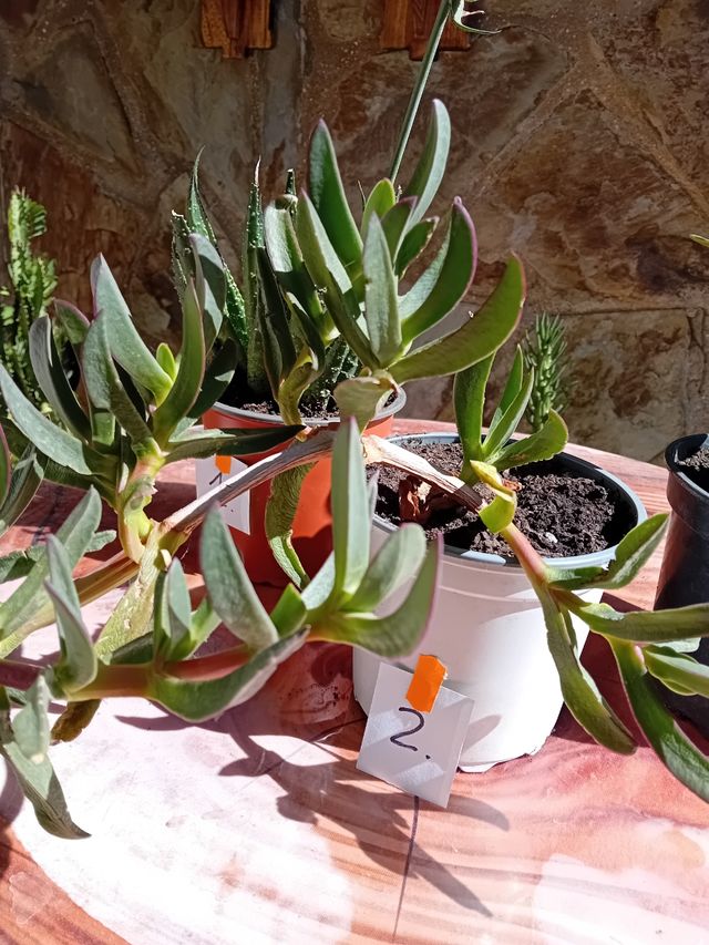 Cactus y Suculentas Variados