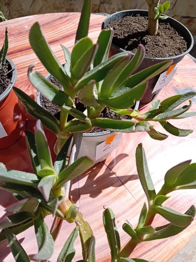 Cactus y Suculentas Variados