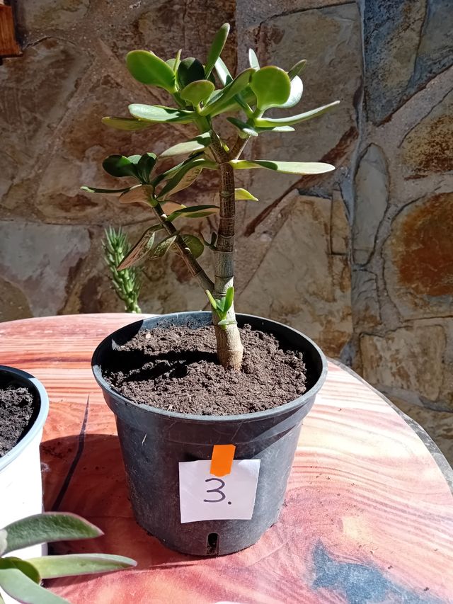 Cactus y Suculentas Variados