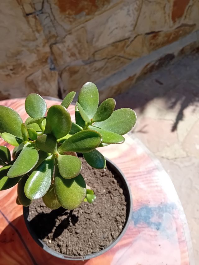 Cactus y Suculentas Variados