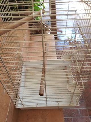 Jaula para loro
