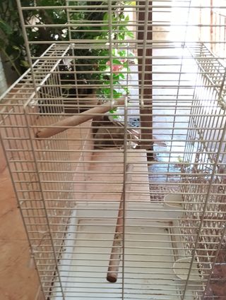 Jaula para loro
