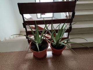 Macetas con planta Aloe Vera