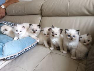 Cuccioli di gatto Ragdoll