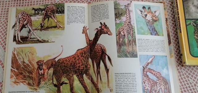 Lote 3 Libros Infantiles Animales Años 70
