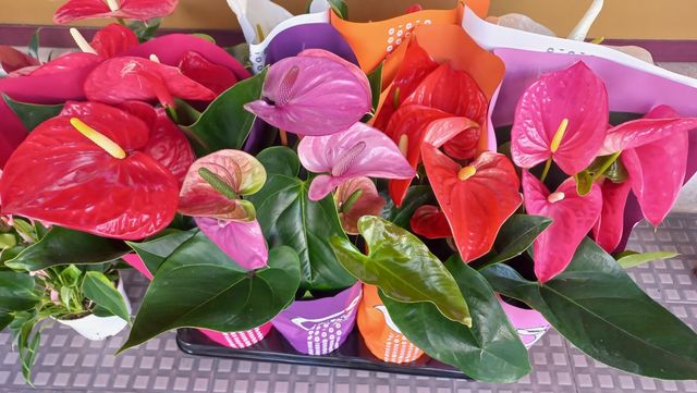 Antúrios Rosa, laranja, vermelho e branco