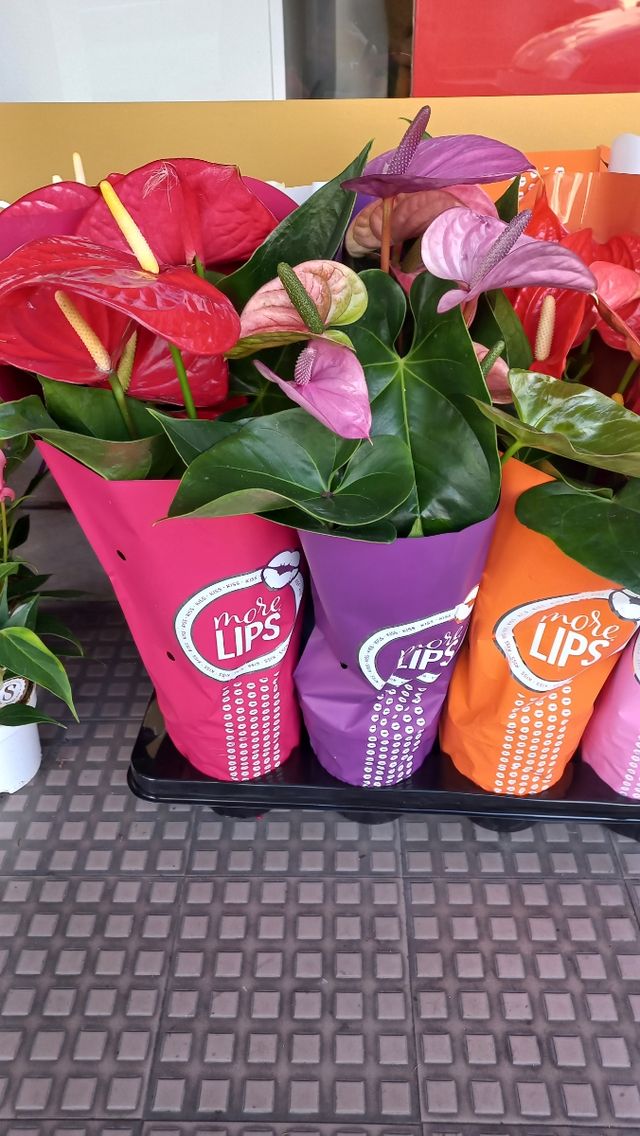 Antúrios Rosa, laranja, vermelho e branco