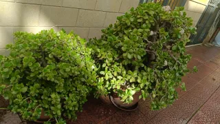 Talea Albero di Giada