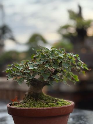 Bonsai Shohin Arce Burgeriano Tridente