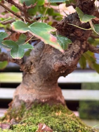 Bonsai Shohin Arce Burgeriano Tridente
