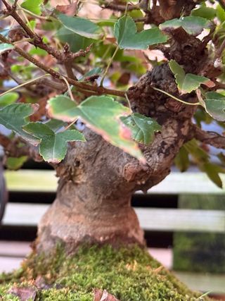 Bonsai Shohin Arce Burgeriano Tridente