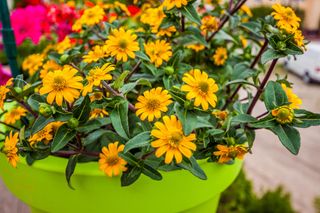 Sanvitalia procumbens - Semi