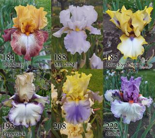 1 rizoma Iris Germanica - Vari colori