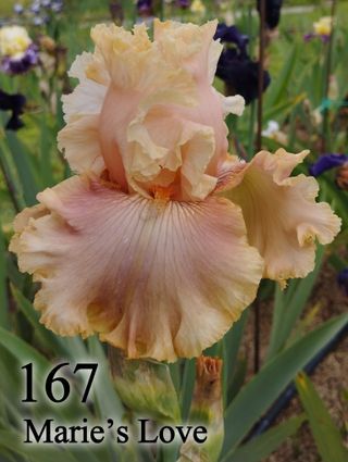 1 Rizoma Iris Germanica Vari Colori