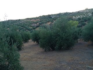 Finca de olivos en Baena - 7292 m²