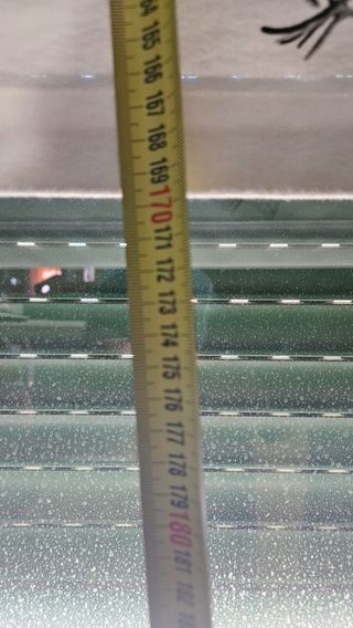 Estor con estampado de diente de león