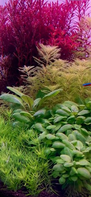 Lote de 10 plantas de acuario INICIACION