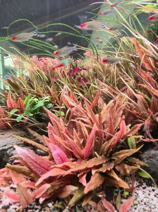 Lote de 10 plantas de acuario INICIACION