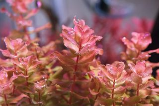 Lote de 10 plantas de acuario INICIACION