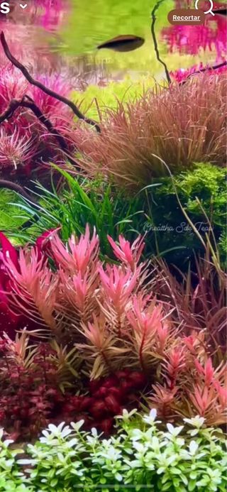 Lote de 10 plantas de acuario INICIACION