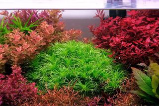 Lote de 10 plantas de acuario INICIACION