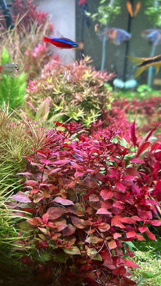 Lote de 10 plantas de acuario INICIACION