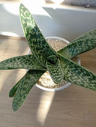 Gasteria liliputana planta suculenta