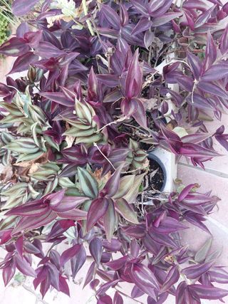 Pianta Tradescantia zebrina