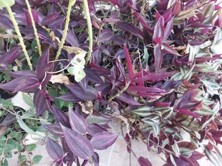 Pianta Tradescantia zebrina