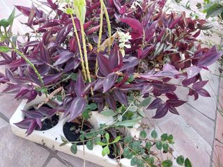 Pianta Tradescantia zebrina