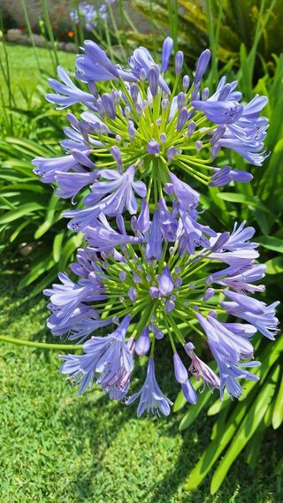 Pantas de Agapantus azules