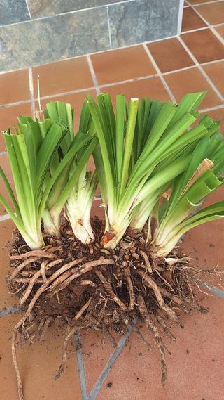 Pantas de Agapantus azules