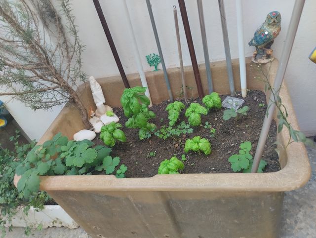 Plantas y maceteros varios Grande pequeña mediana
