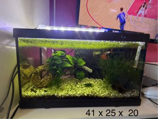 Urna Acuario Negro 41x25x20 