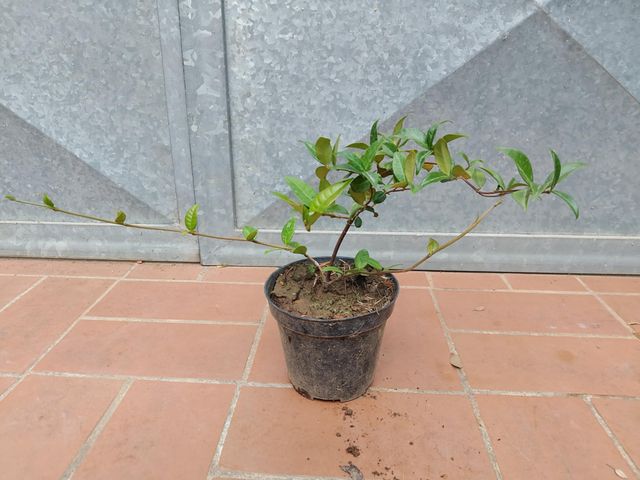 Pianta Gelsomino Bianco Trachelospermum