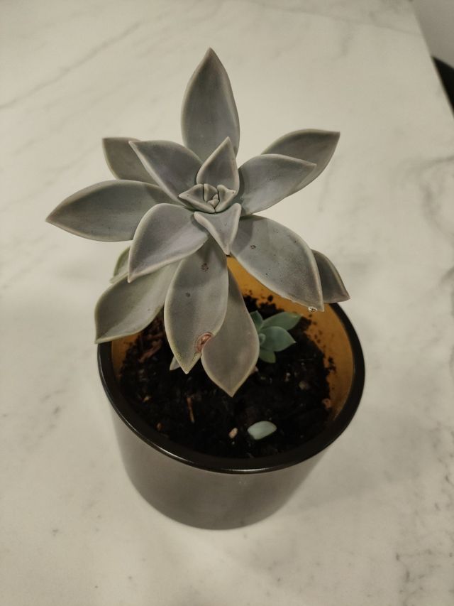 Planta Suculenta em Vaso de Vidro 10 cm