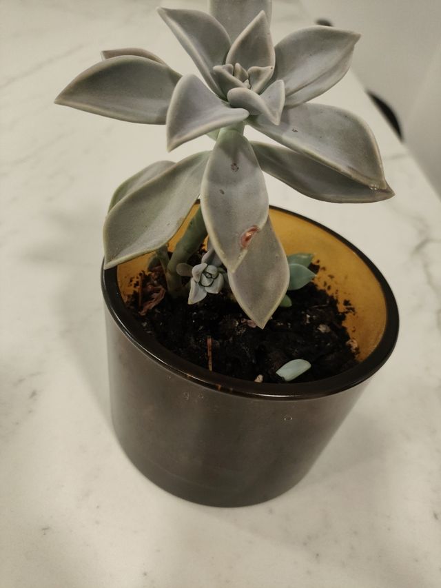 Planta Suculenta em Vaso de Vidro 10 cm